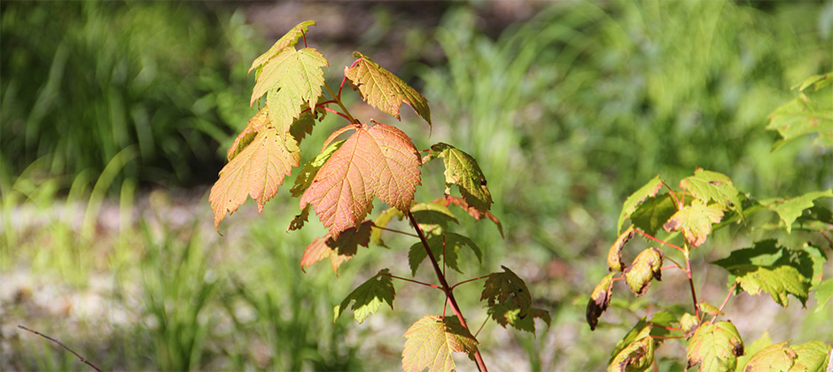 Feuilles d'érables.